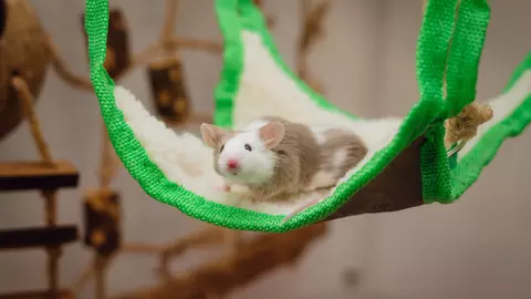 A white and brown mouse sits on a green hammock in their accommodation.